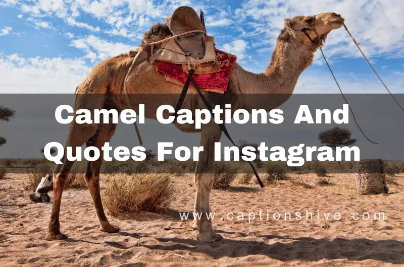 Camel Captions And Quotes For Instagram