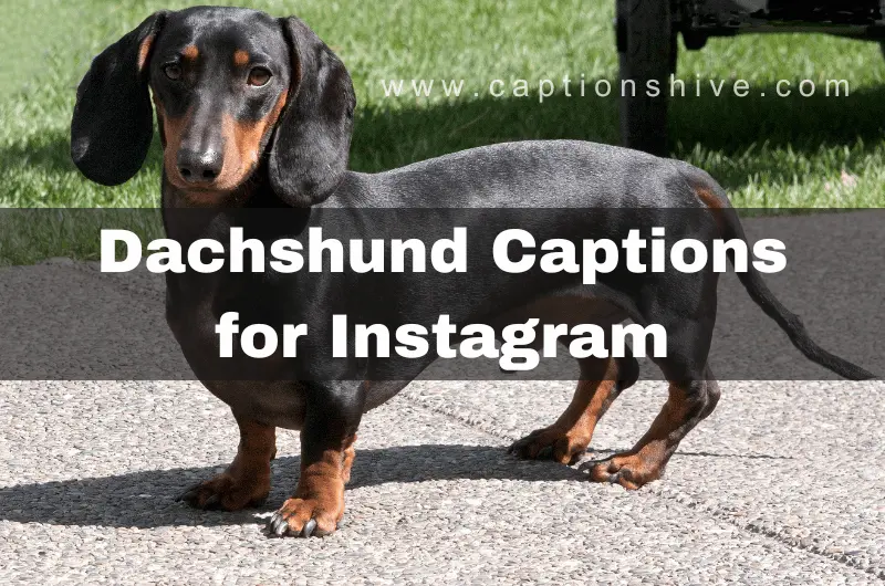 Dachshund Captions for Instagram