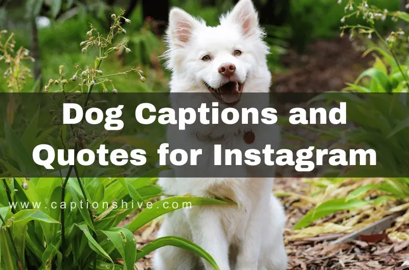Dog Captions and Quotes for Instagram