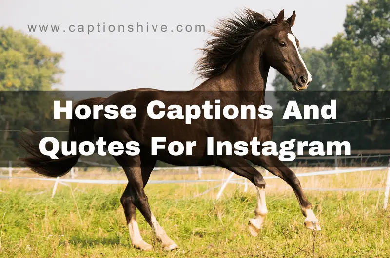 Horse Captions And Quotes For Instagram