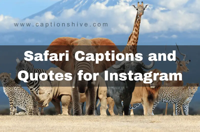 240 Best Safari Captions And Quotes For Instagram In 2024