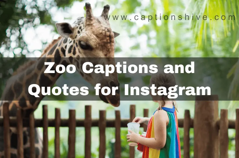 Zoo Captions and Quotes for Instagram