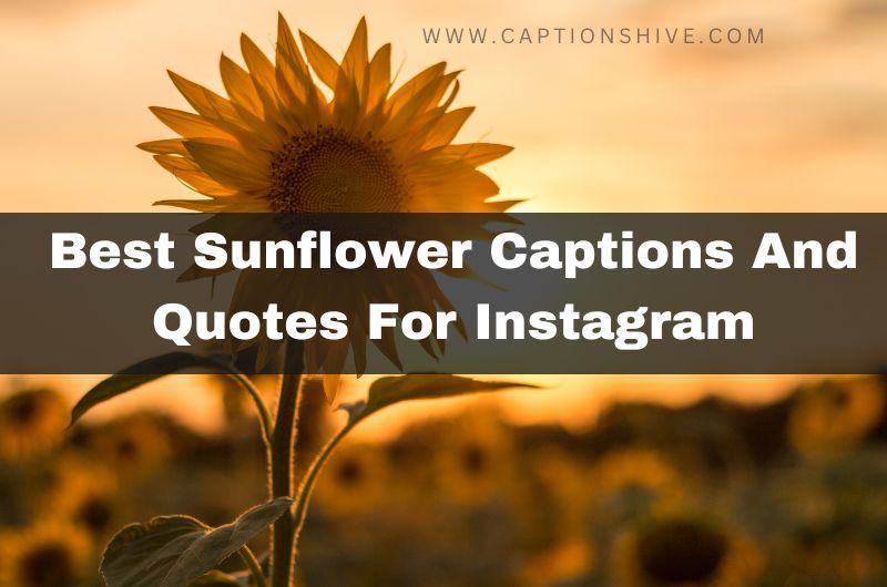 Best Sunflower Captions And Quotes For Instagram