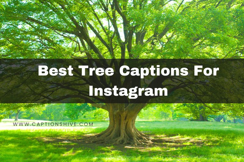 Best Tree Captions For Instagram