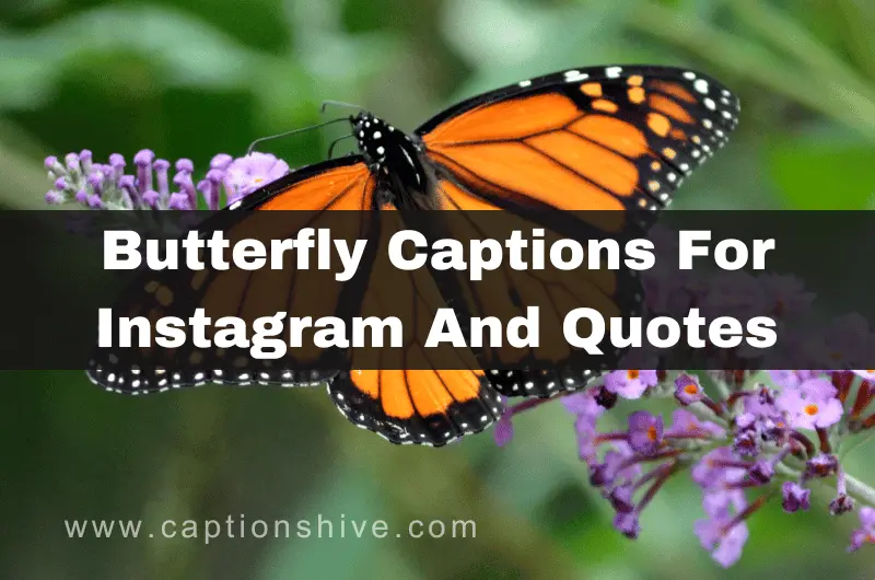 Butterfly Captions For Instagram And Quotes