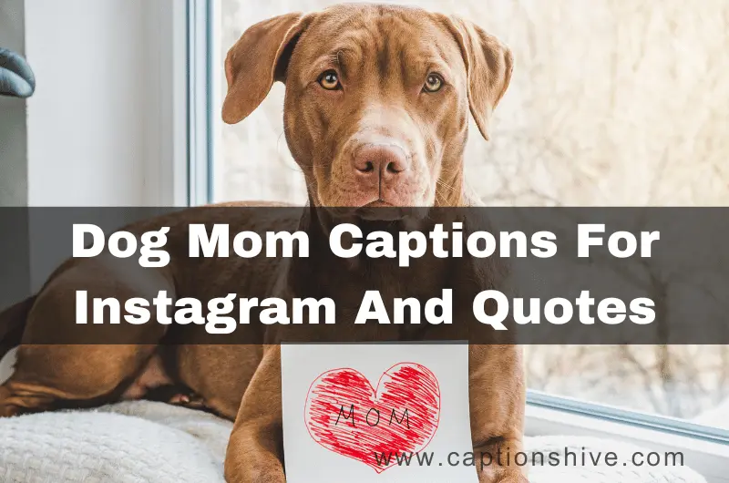 Dog Mom Captions For Instagram And Quotes