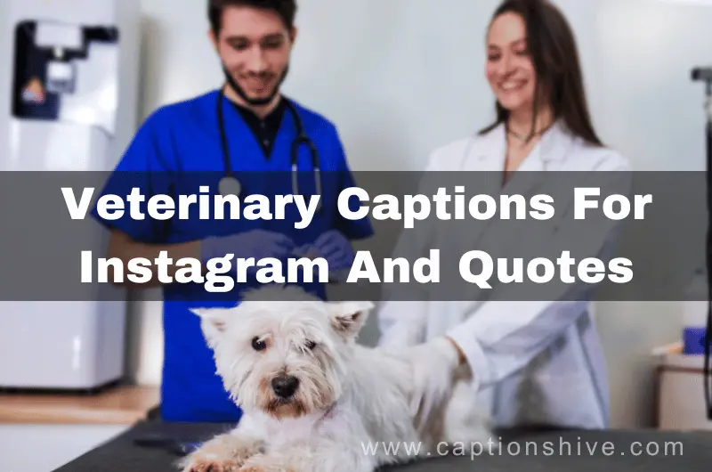 Veterinary Captions For Instagram And Quotes