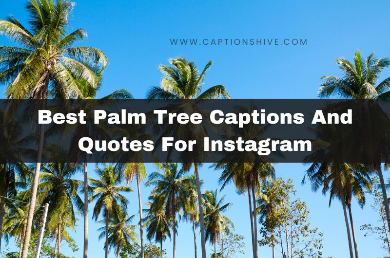 210+ Best Palm Tree Captions And Quotes For Instagram 2024