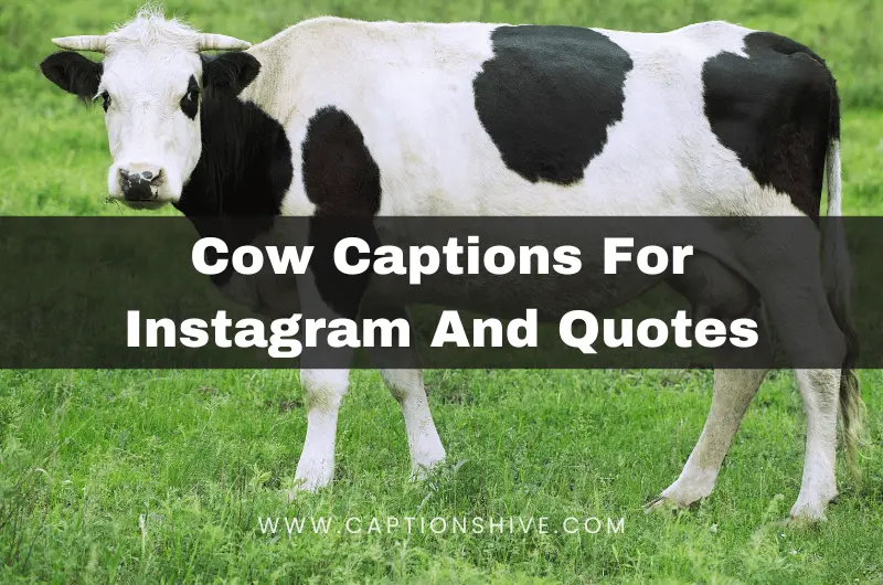 Cow Captions For Instagram And Quotes