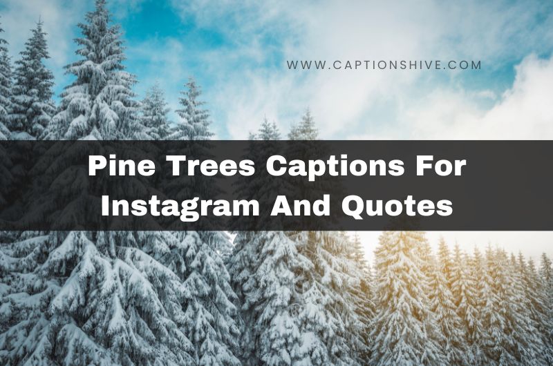 Pine Trees Captions For Instagram And Quotes