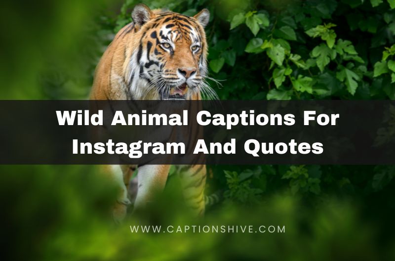 Wild Animal Captions For Instagram And Quotes