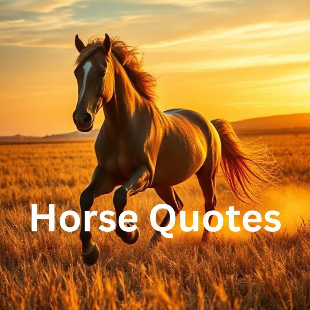horse quotes