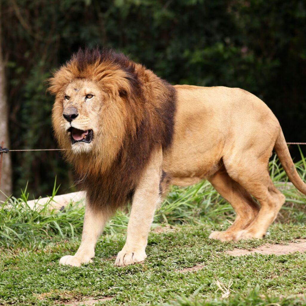 120+ Attitude Powerful Lion Quotes for Strength, Confidence and Power