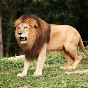 120+ Attitude Powerful Lion Quotes for Strength, Confidence and Power