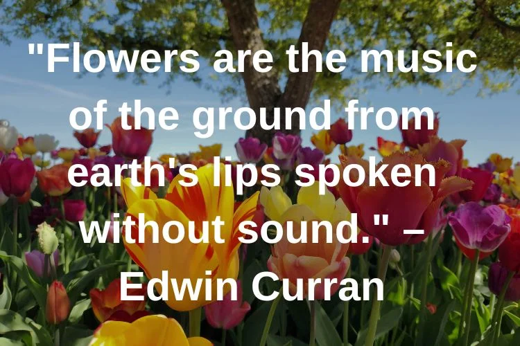 Spring Quotes About Flowers and Nature's Beauty